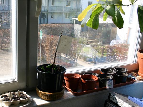 Pflanzen auf einer Fensterbank
