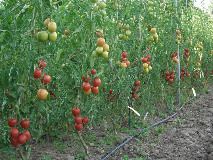 Tomaten-Freiland-Anbau