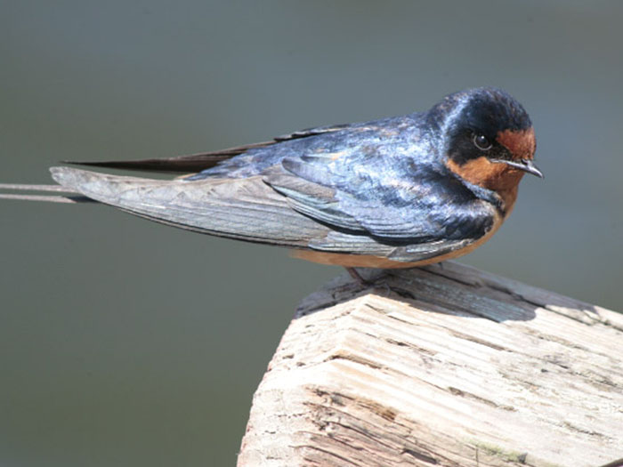 Kleiner Vogel sitzt auf einem Stück Holz.