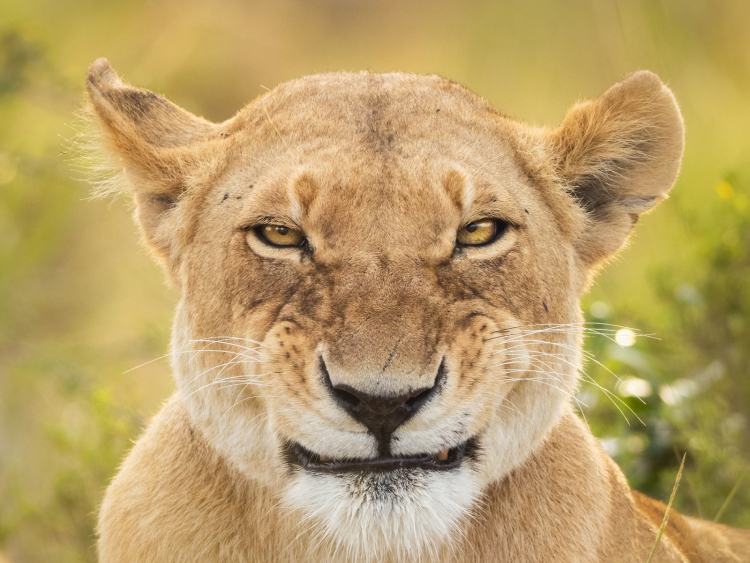 Afrikanischer Löwe, Kenia