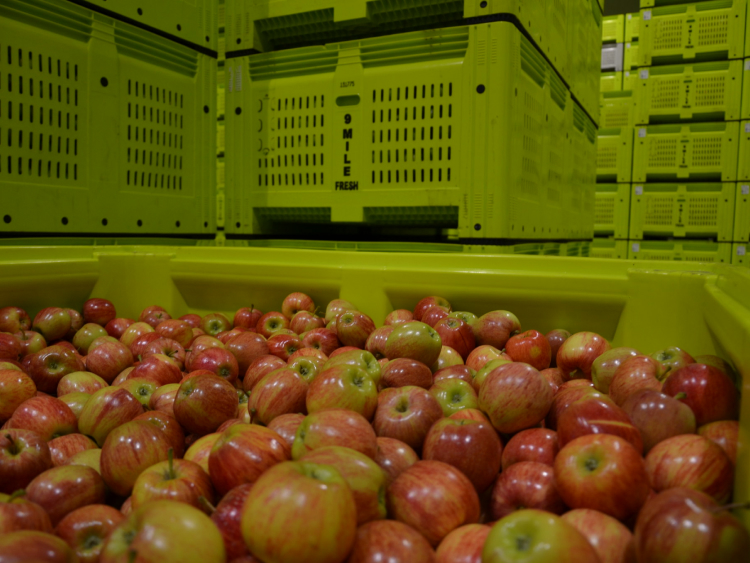 Äpfel in einer Lagerhalle