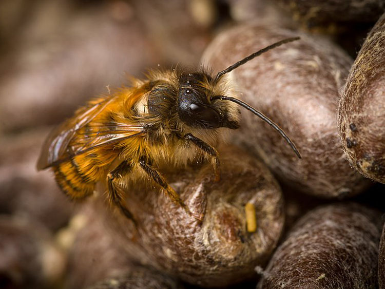Eine Rostrote Mauerbiene auf einem Kokon.
