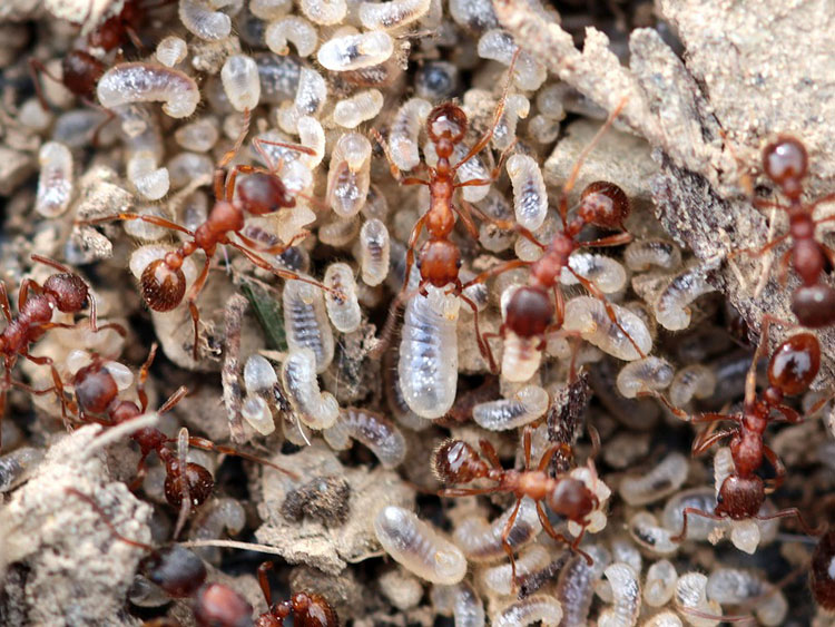 Die Raupen des Wiesenknopf-Ameisenbläulings werden von den Roten Gartenameisen „adoptiert“.