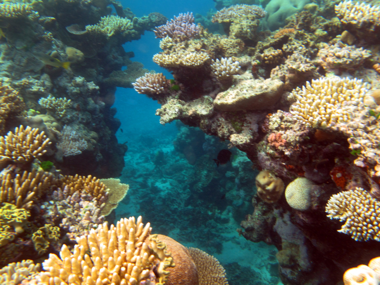 Aufnahme eines Riffs unter Wasser mit verschiedenen Korallen. 