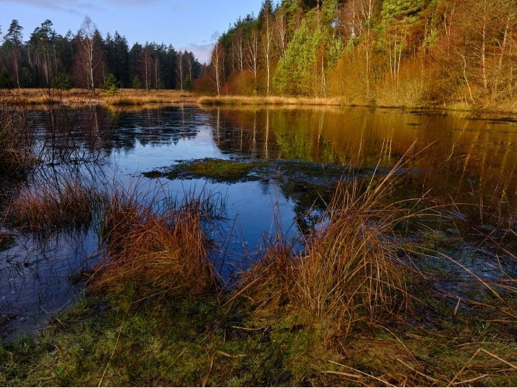 Ein Moor im Burgwald in Hessen