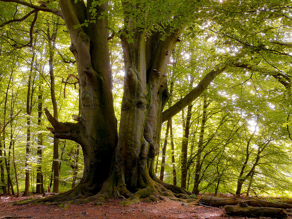 Reinhardswald: Hessen hat einen neuen Naturpark - ökoLeo Umwelt- und