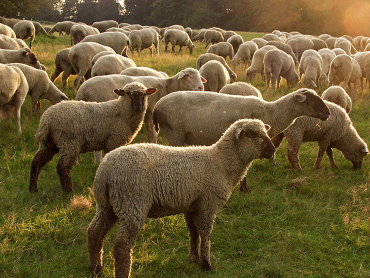Schafe auf einer Weide bei Abendlicht