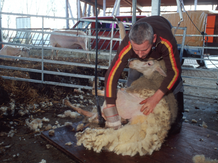 Ein Mann schert ein Schaf.