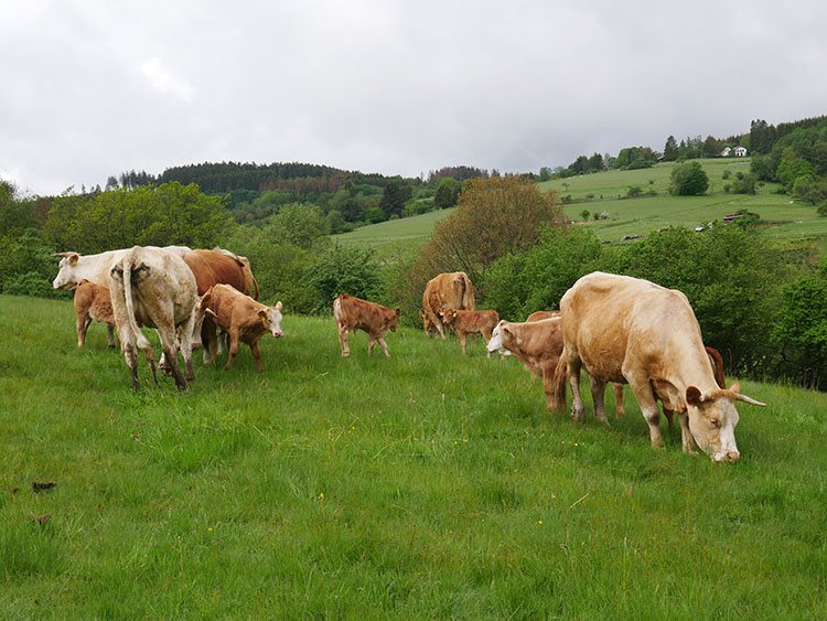 Viele braunen Rinder auf einer Weide