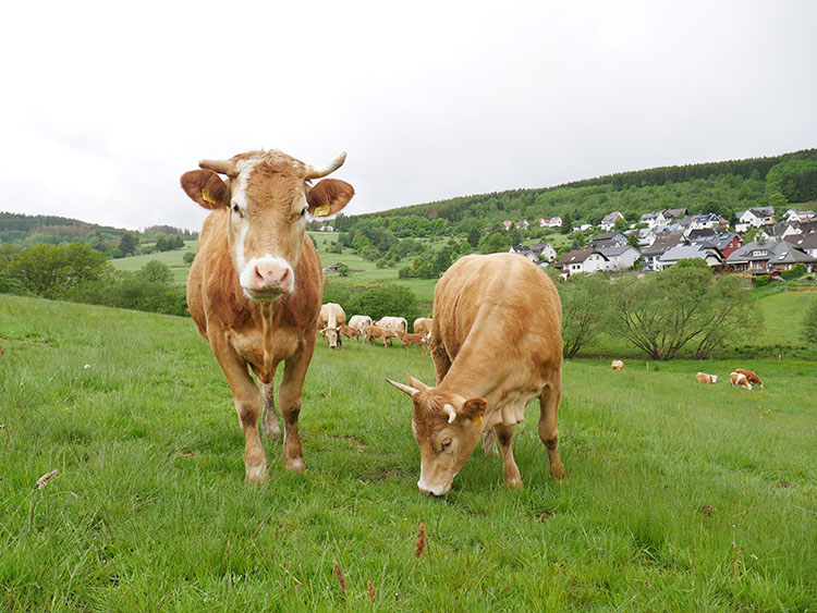 Zwei Rinder auf der Weide, beide haben Hörner. Im Hintergrund ist eine Kuhherde zu sehen.