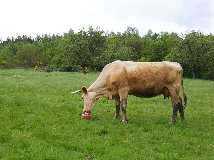 Eine Kuh leckt an einem Salzleckstein.