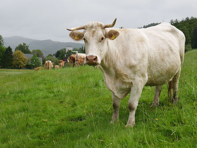 Eine weiße Kuh auf der Weide schaut in die Kamera.
