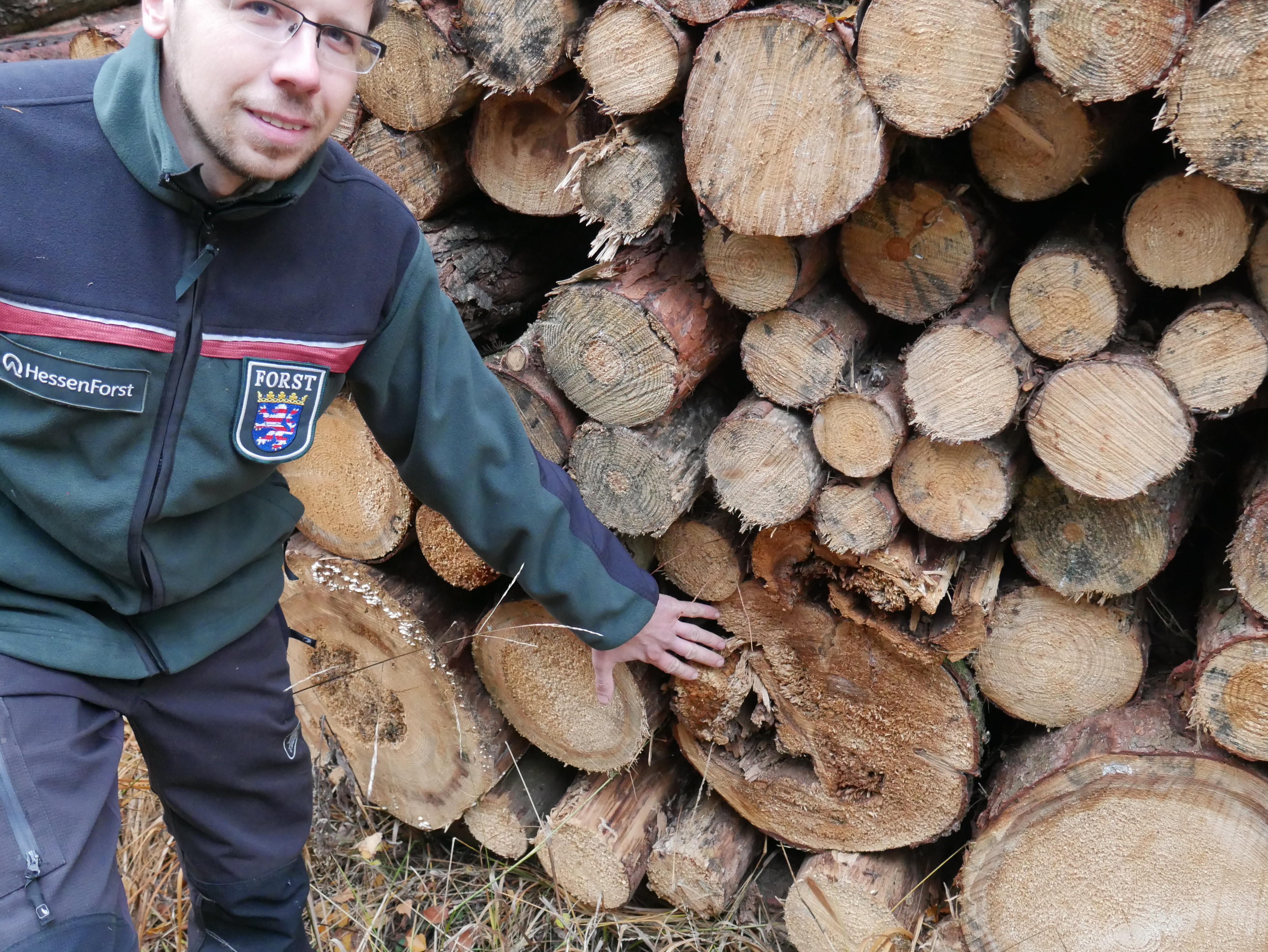 Holzpolter mit Faulholz